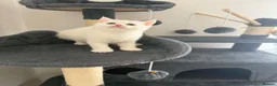 Persian cats for sale: Persian Cross Kittens – 2 Males & 1 Female - Advert 2
