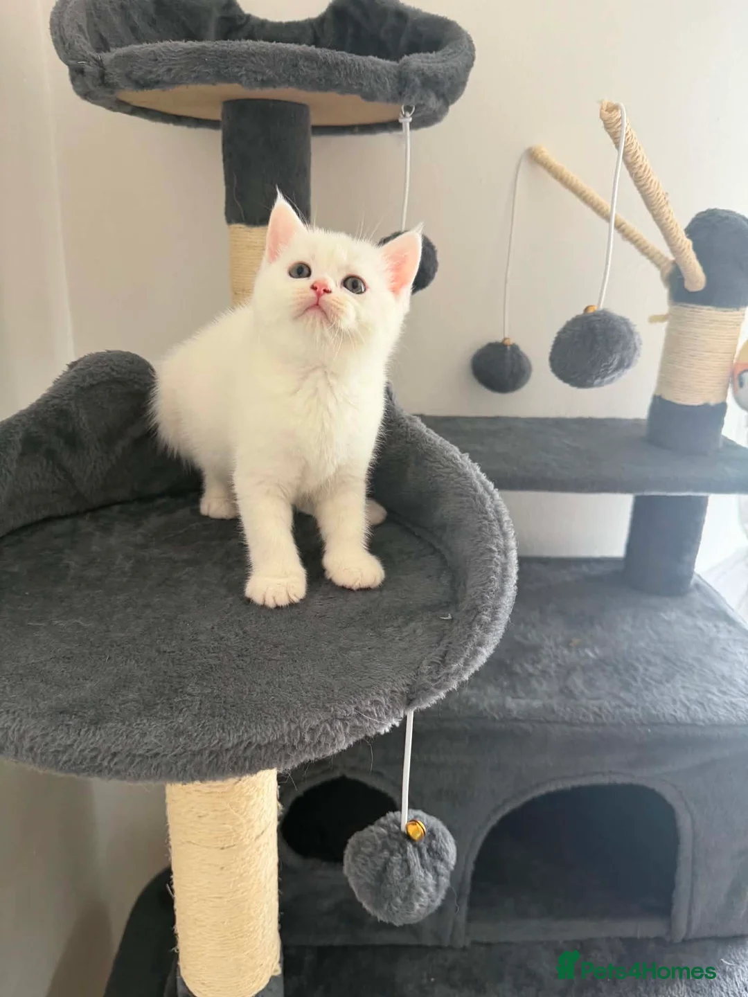 Persian cats for sale: Persian Cross Kittens – 2 Males & 1 Female - Advert 2