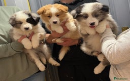 Border Collie dogs for sale: Quality Show Line KC Border Collie Champion🩸🧬 - Image 1