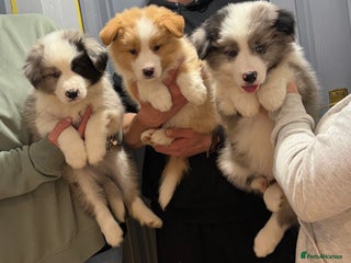 Border Collie dogs - Advert 16