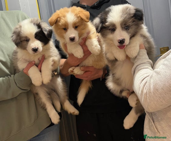 Border Collie dogs - Advert 11