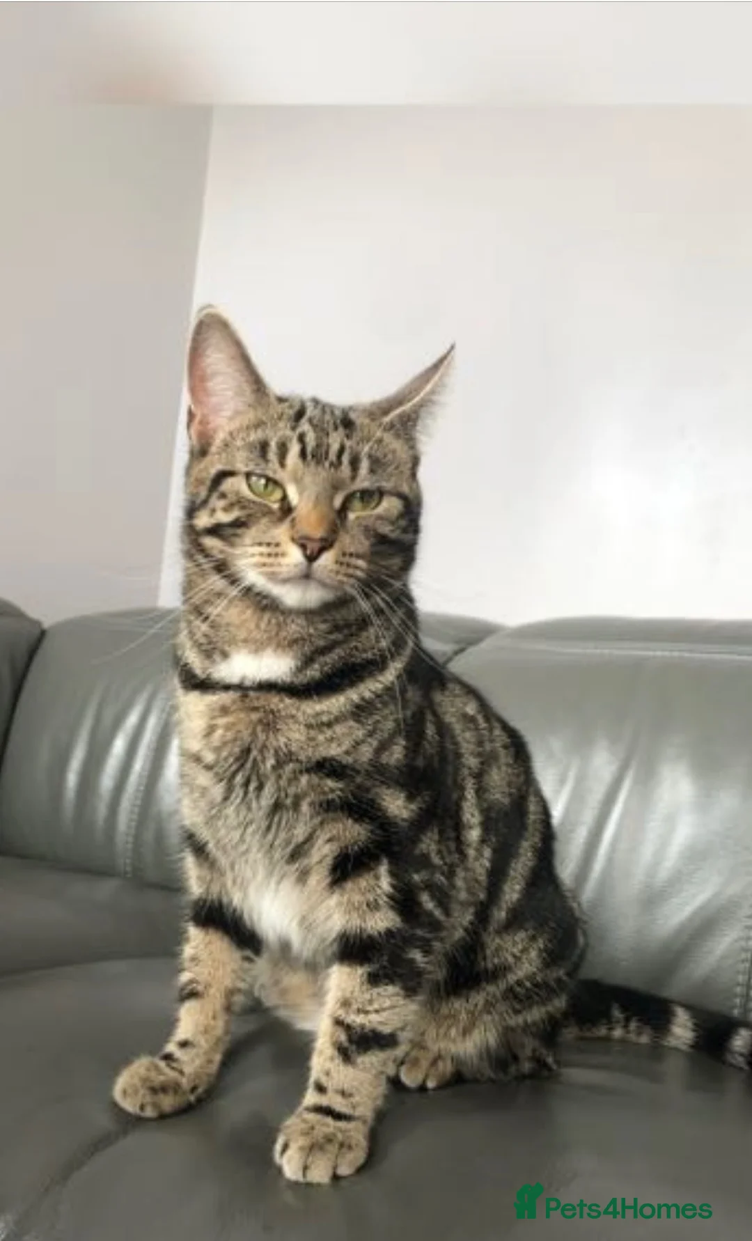 Mixed Breed cats for sale: 6 playful kittens for sale! - Advert 1