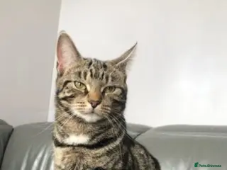 Mixed Breed cats 6 playful kittens for sale! - Advert 6