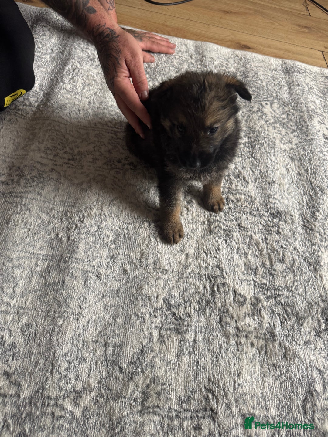 German Shepherd dogs for sale: 3 German shepherd puppies - Image 9