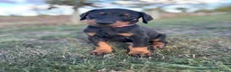 Dobermann dogs for sale: KC  reg Dobermann puppies  - Advert 4