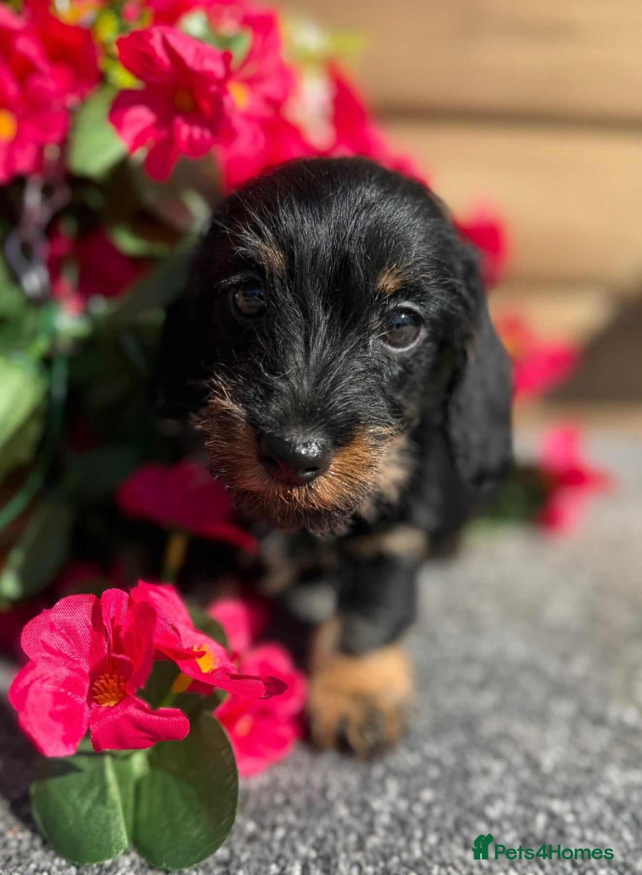 Miniature Dachshund dogs 🩷Beautiful Mini Wire Haired Dachshund Puppies🧡 - Advert 4
