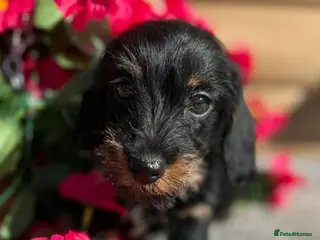 Miniature Dachshund dogs 🩷Beautiful Mini Wire Haired Dachshund Puppies🧡 - Advert 4