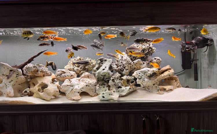 Cichlids fish - Advert 14