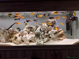 Cichlids fish - Advert 22