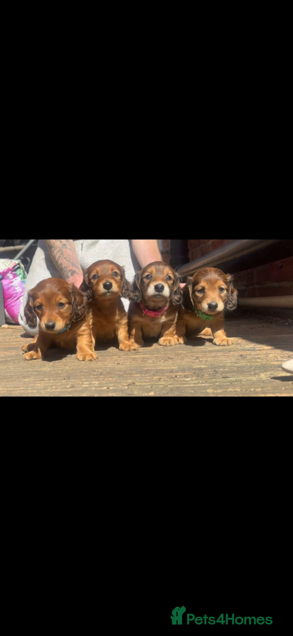 Miniature Dachshund dogs Long haired miniature dachshunds - Advert 8
