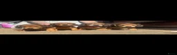 Miniature Dachshund dogs for sale: Long haired miniature dachshunds - Advert 12