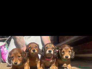 Miniature Dachshund dogs Long haired miniature dachshunds - Advert 8