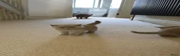 British Shorthair cats for sale: Britsh shorthair  - Advert 9