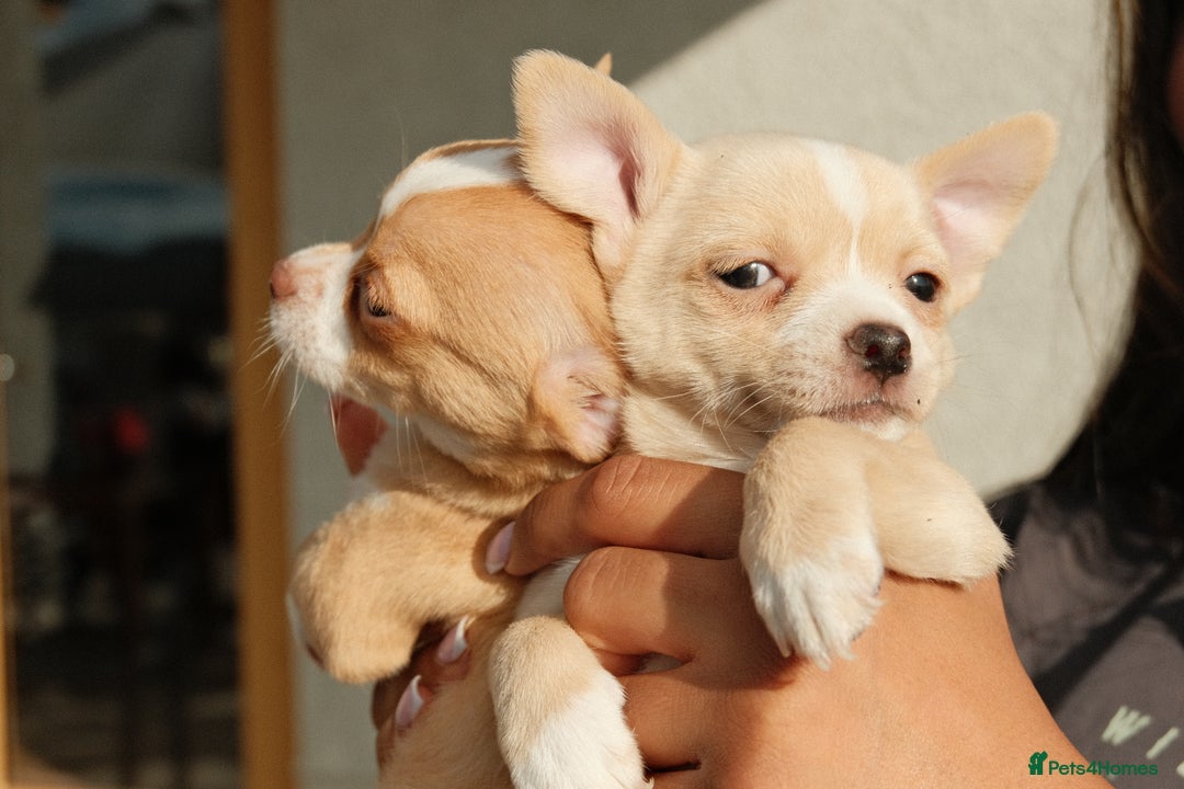 Chihuahua dogs for sale: 4 beautiful Chihuahua pups - Image 5