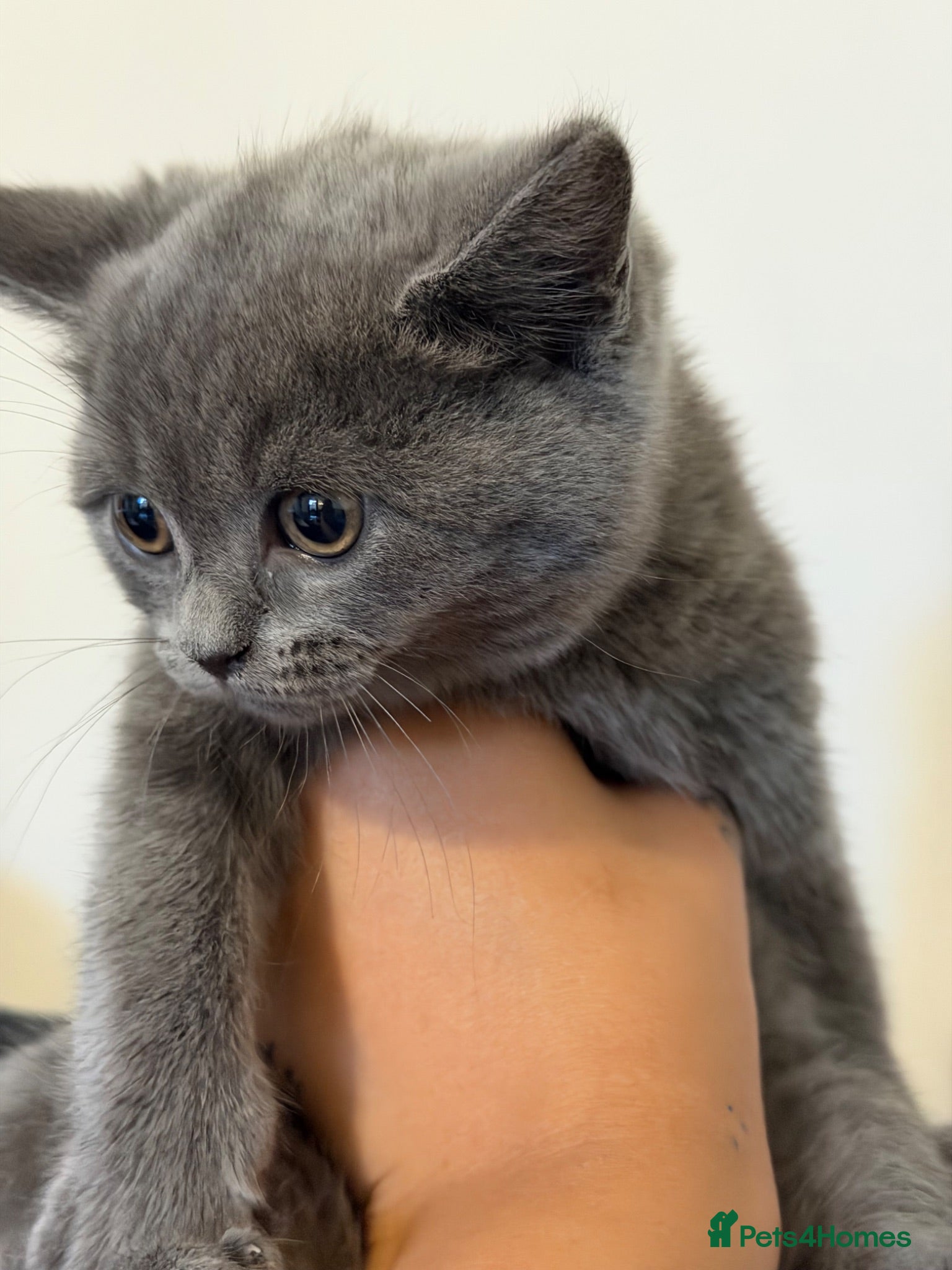 British Shorthair cats 2 British shorthair kittens!  - Advert 2