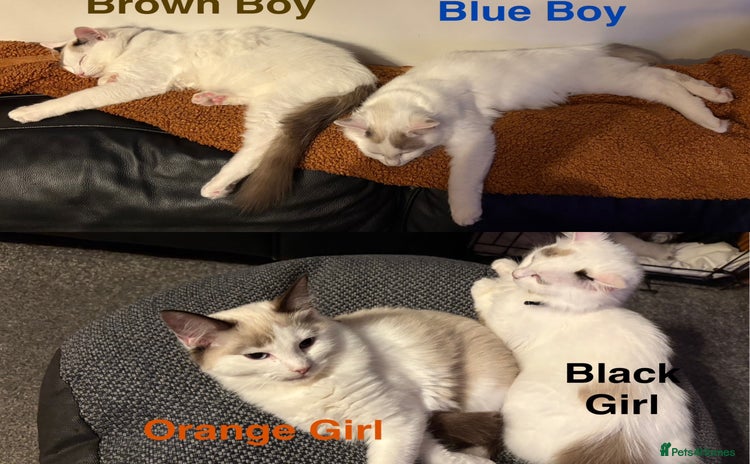 Ragdoll cats - Advert 1
