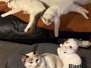 Ragdoll cats - Advert 13