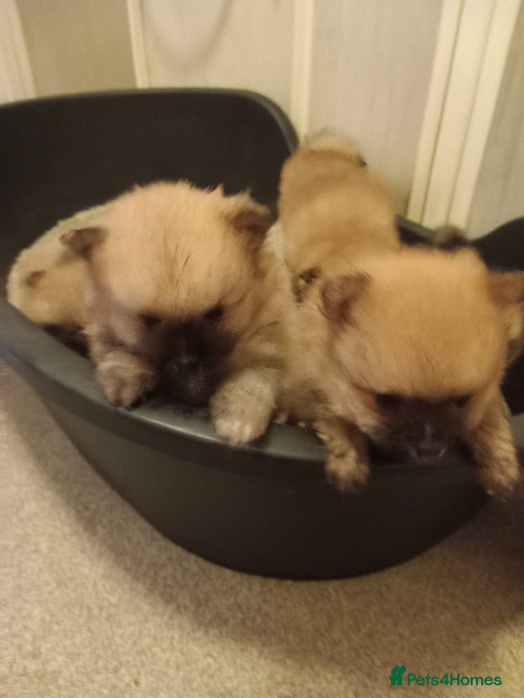 Pomeranian dogs for sale: Puppy’s for sale 8 weeks old  - Advert 10