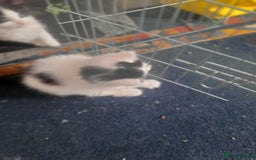 British Longhair cats for sale: Kittens for sale - Image 11
