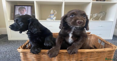 Cocker Spaniel dogs - Advert 10