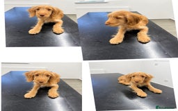 Cocker Spaniel dogs for sale: ⭐️Golden Cocker Girl⭐️ - Advert 4
