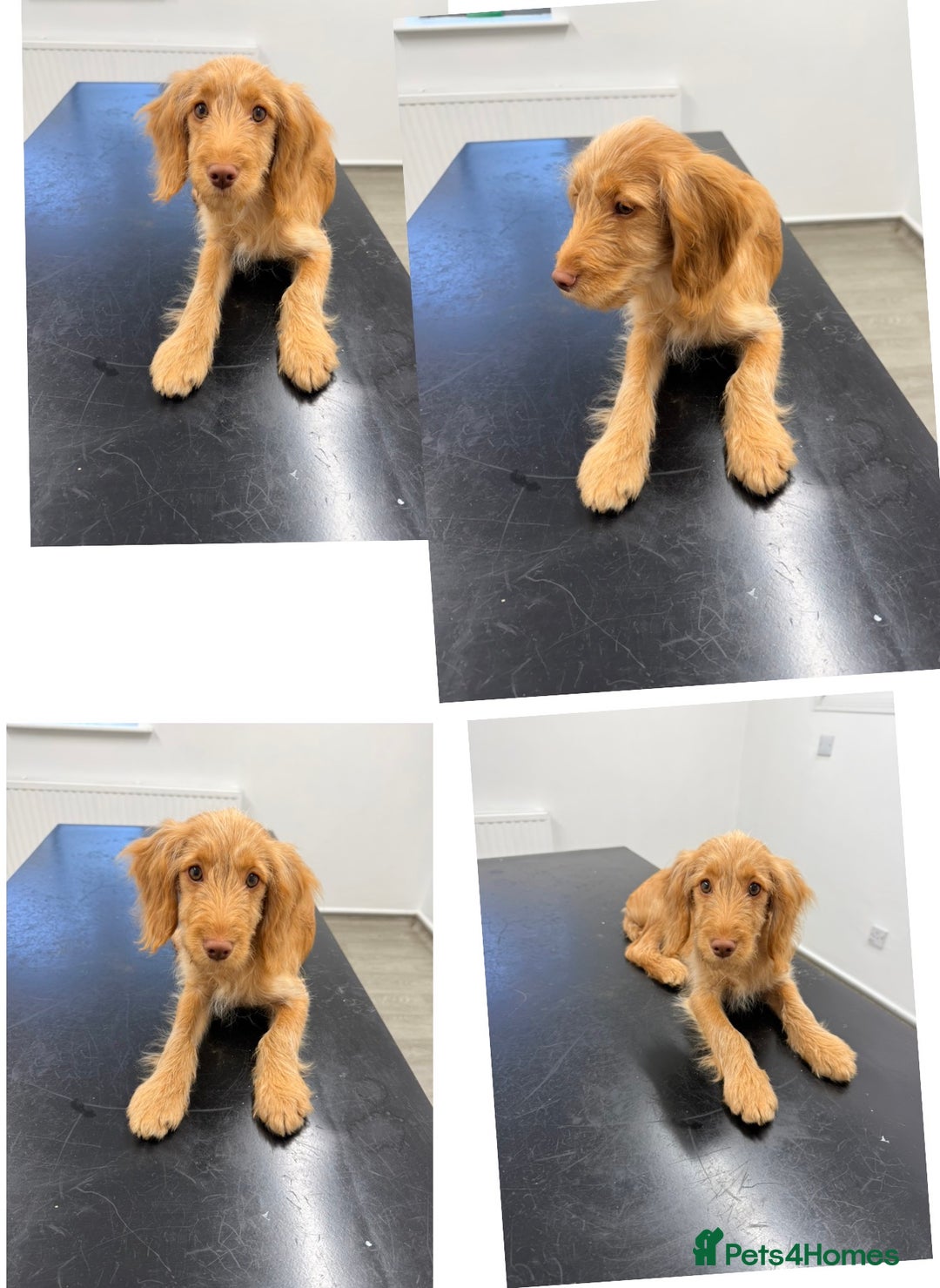 Cocker Spaniel dogs for sale: ⭐️Golden Cocker Girl⭐️ - Advert 4
