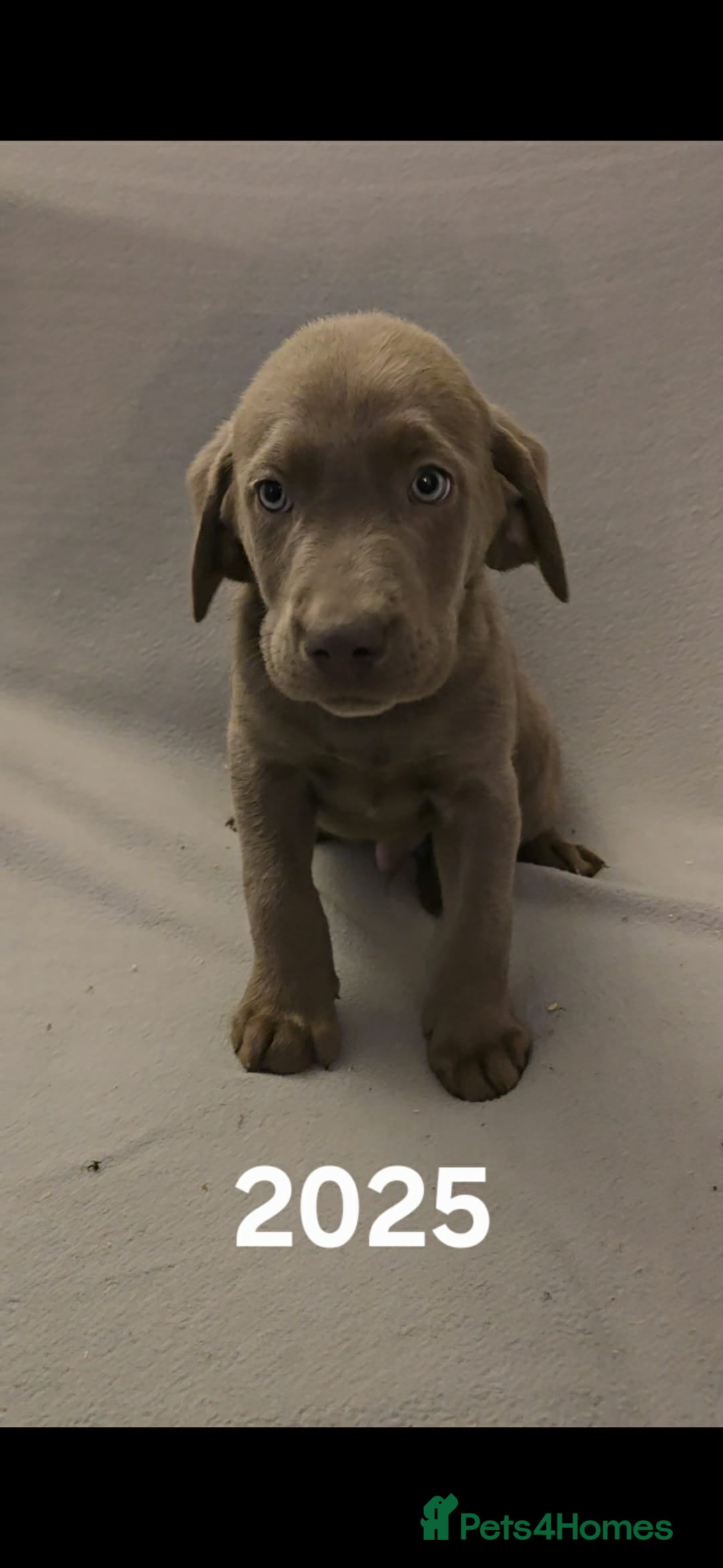 Labrador Retriever dogs for sale: Stunning silver Labradors  - Advert 12