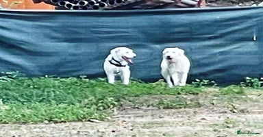 Mixed Breed dogs - Advert 4