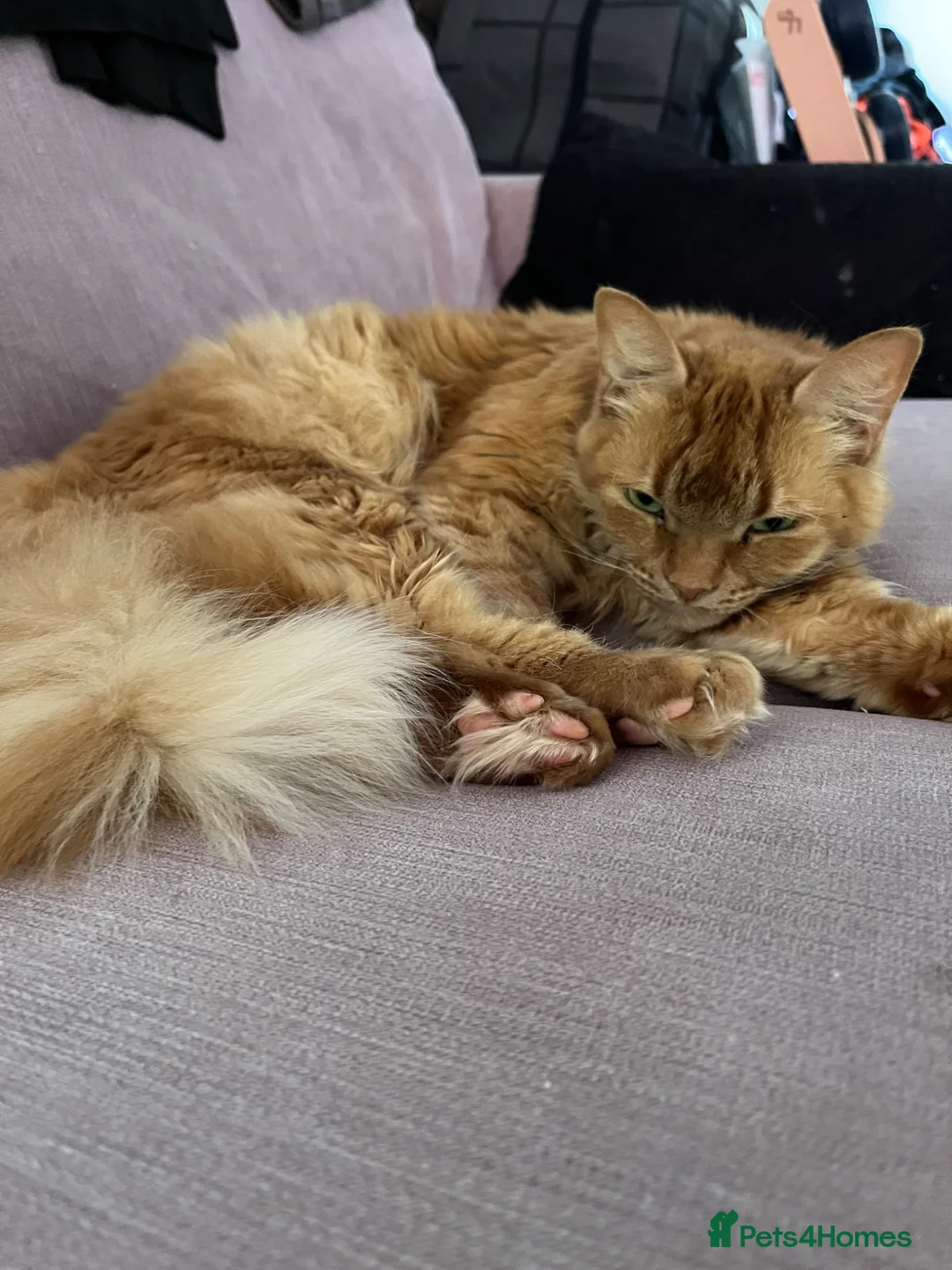 Mixed Breed cats for sale: Cats needing rehoming - Advert 6