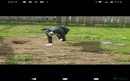 Lurcher dogs for stud: 🌟Luka is officially up for stud🌟 - Image 5
