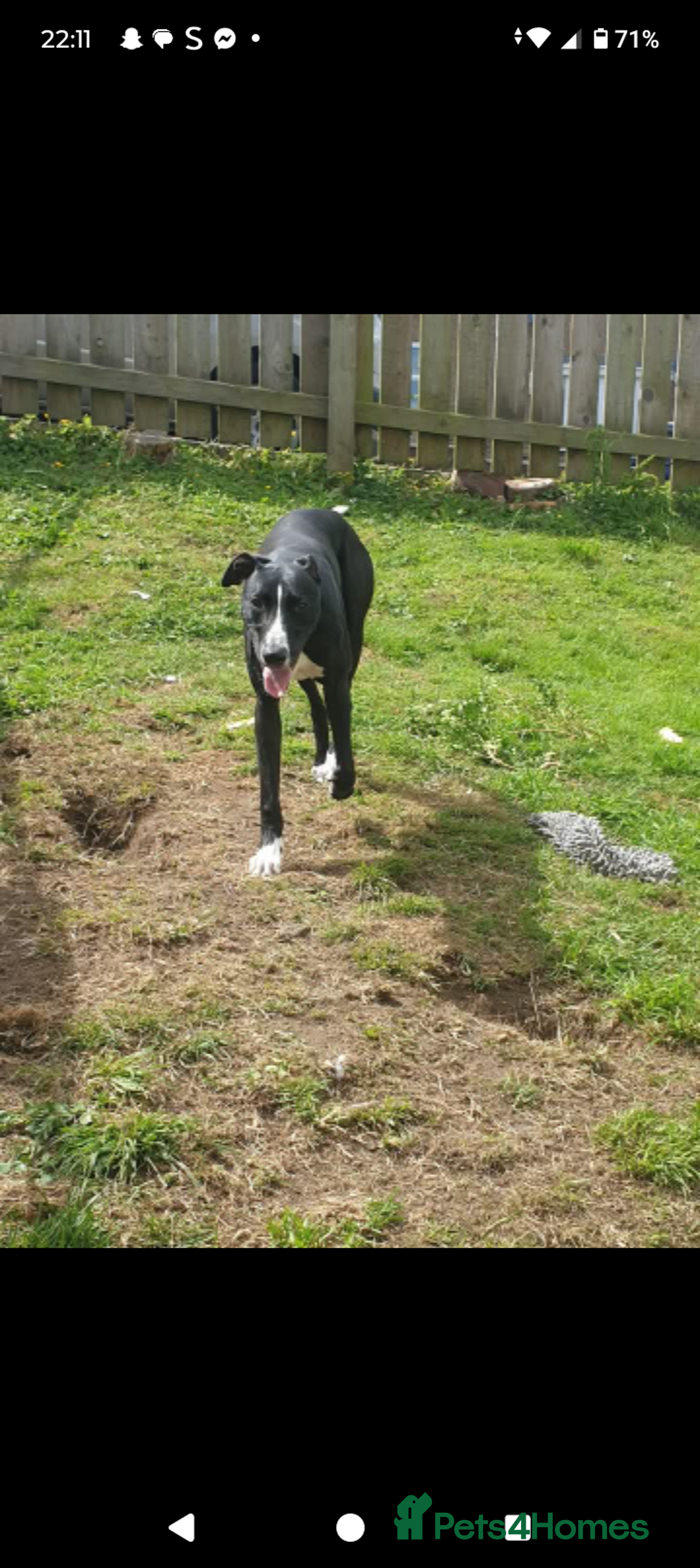 Lurcher dogs for stud: 🌟Luka is officially up for stud🌟 - Image 5