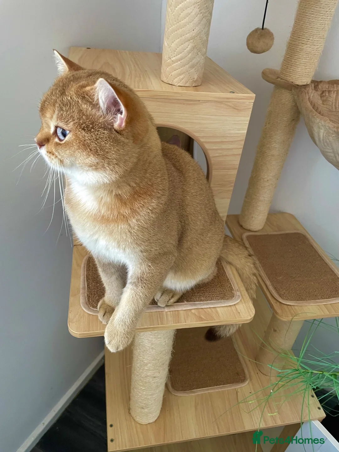 British Shorthair cats for stud: ACTIVE reg imported chocolate golden DBE for stud  - Advert 2