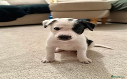 Border Collie dogs for sale: Litter of 5 border collies for sale - Image 8
