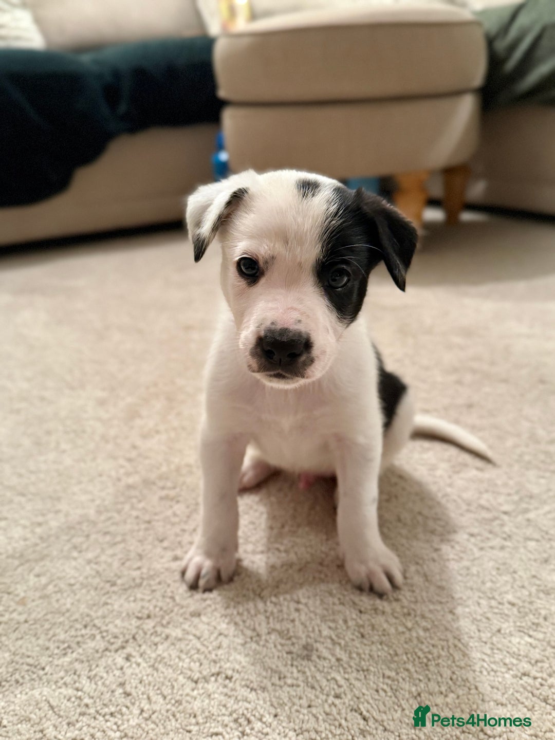 Border Collie dogs for sale: Litter of 5 border collies for sale - Image 8