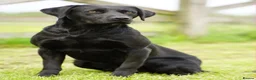 Labrador Retriever dogs for sale: Health Tested Working Labrador Puppies - Advert 4