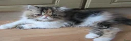 Persian cats for sale: Pedigree Persian female kitten - Advert 9