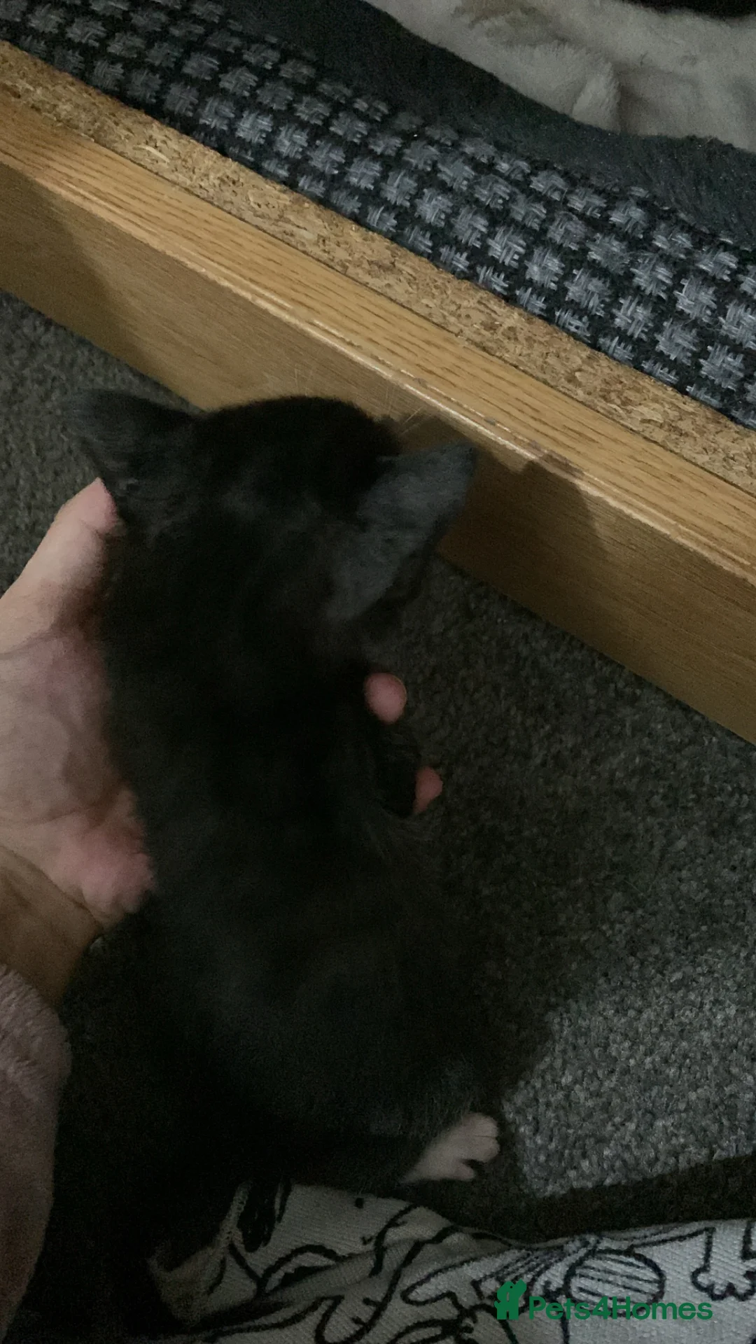 Mixed Breed cats for sale: I have just one left  - Advert 2