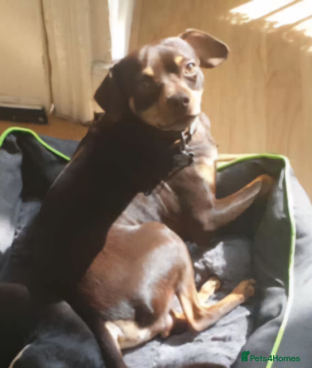 Mixed Breed dogs for sale: Pinched mix - Image 3