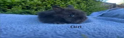 Lionhead rabbits for sale: Beautiful mini double maned lionheads bunnies  - Advert 2