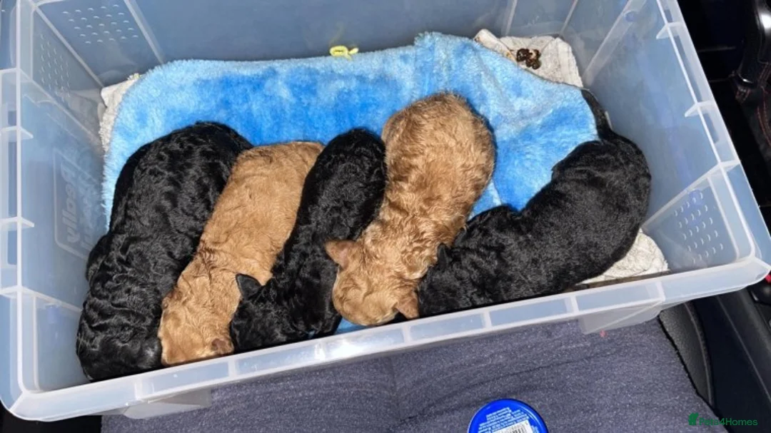 Labradoodle dogs for stud: Mini Doodle stud extensively DNA checked in Warrington - Advert 14