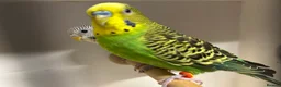 Budgerigars birds for sale: Budgies for Sale  - Advert 11