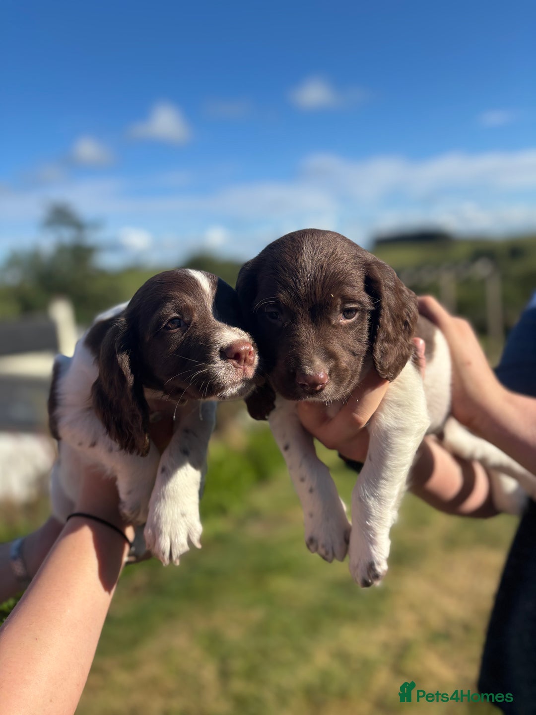English Springer Spaniel dogs for sale: English Springer Spaniels - Image 8