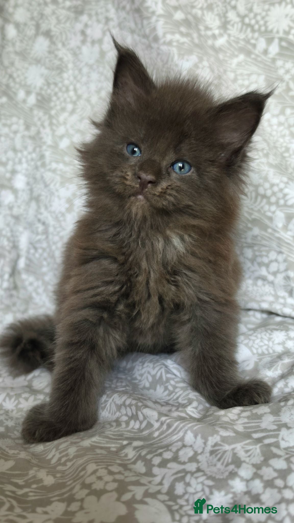 Maine Coon cats Stunning Mainecoons  - Advert 1
