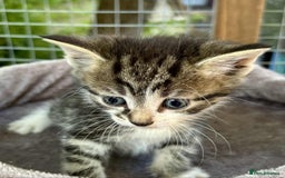 Persian cats for sale: Gorgeous British short hair cross persian in Bordon - Image 1