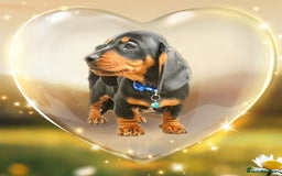 Miniature Dachshund dogs for sale: BLUE & TAN & BLACK TAN MINI DAX'S AVAILABLE  - Image 10