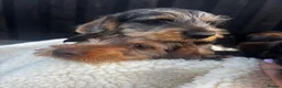 Miniature Dachshund dogs for sale: Wire Haired Miniature Dachshunds  - Advert 14