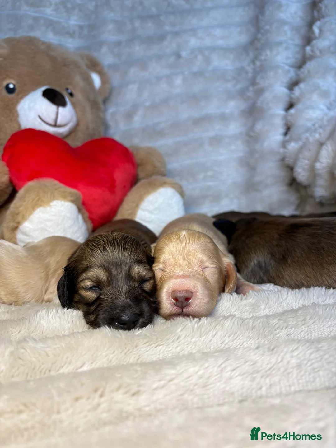 Miniature Dachshund dogs for sale: KC CREAM LONG HAIRED MINIATURE DACHSHUNDS🤍 - Advert 5