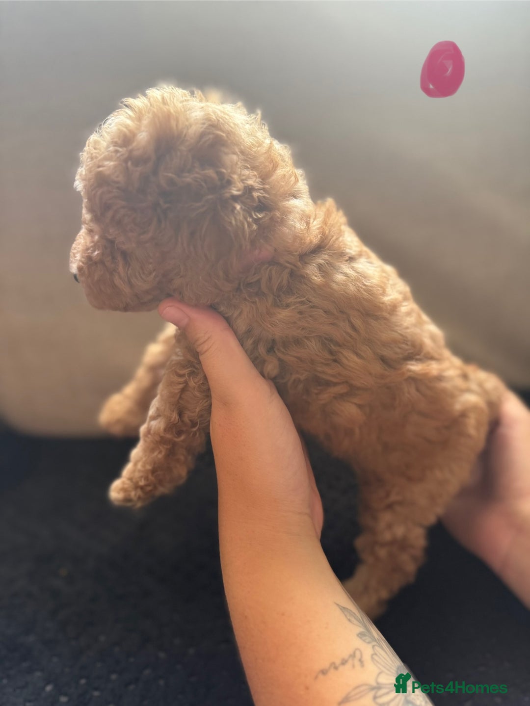 Toy Poodle dogs for sale: Toy poodle puppies  - Image 8