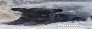Flipper