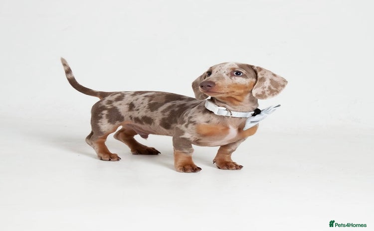 Miniature Dachshund dogs - Advert 1